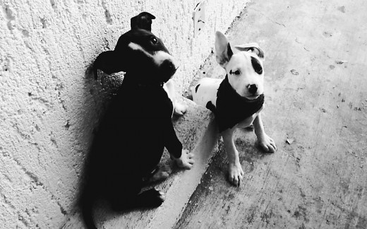 Con Kala Con Kala