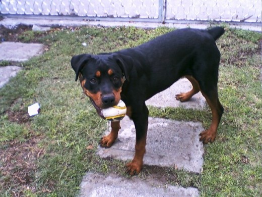 JUGANDO PELOTA