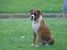 mi sirenita peluda. Una mas en la familia
