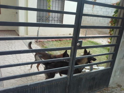 EL LOBO CON SU PRIMERA NOVIA