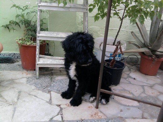 LOLA TIENE SEIS MESES AQUI ESTA SENTADA TRAS REÑIRLE POR ROMPER LAS PLANTAS 