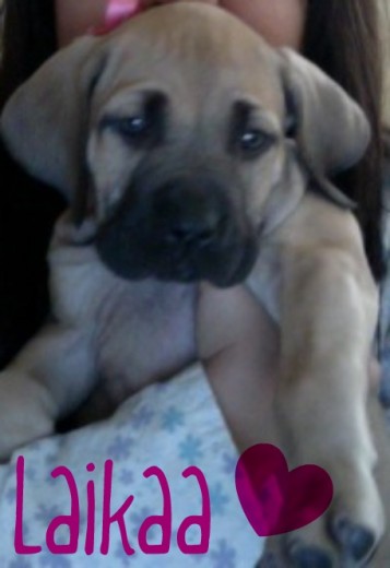 La pequeña laikaa(:
ella es una perrita tan noble!
la amoo<3