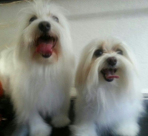 Milou y Lana Milou y Lana