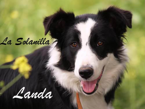 Landa, es nuestro ojito derecho. Una border collie con mnuchisismo instinto para el manejo de vacas, ovejas, ocas...
Y con un trato con los visitantes de nuestras casas EXCEPCIONAL.