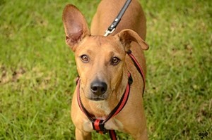 Soy una mezcla entre podenco y bull terrier... ¡y estoy buscando una familia! 