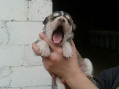 Mi pequeña Lizzy, TQM PEQUEÑA!!!!! Mi pequeña Lizzy, TQM PEQUEÑA!!!!!