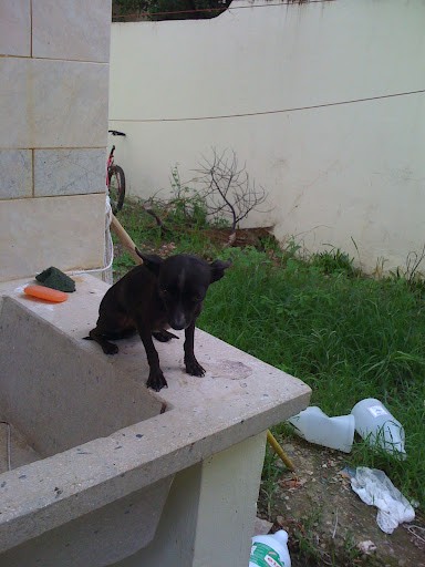 es mi perrita lobi :D