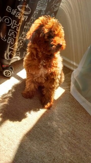 Lodi al sol