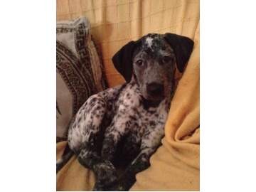 Lucy de pequeñita!!la foto q nos mandaron antes de adoptarla! Lucy de pequeñita!!la foto q nos mandaron antes de adoptarla!