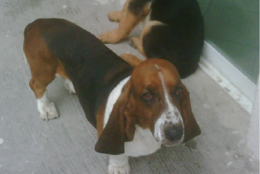 Buscamos novia para mi Lucas. Buscamos novia para mi Lucas.