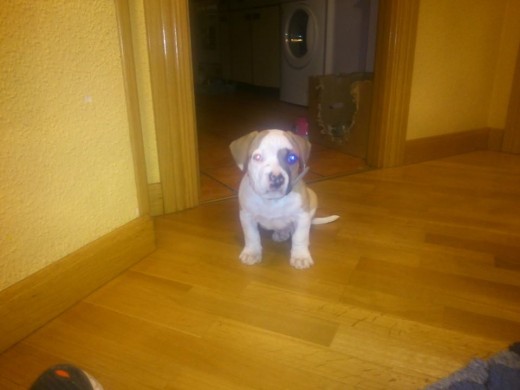 Luki en casa