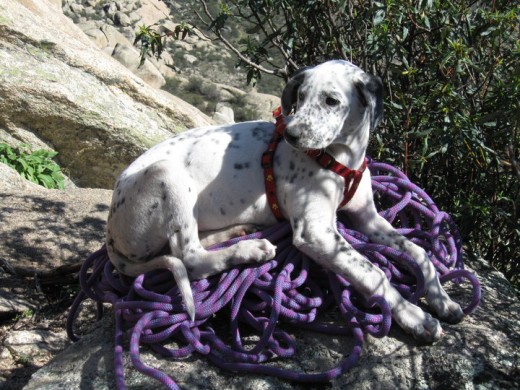 mitad Dálmata mitad Galgo, pura energía !