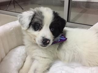 Luna! Luna!