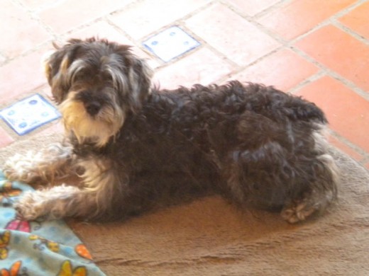 Mafia. Una schnauzer que se cree mastín.