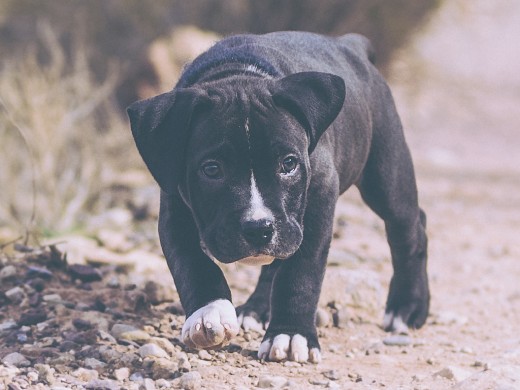 Mambo es un perro compacto y algo intimidante a primera vista, pero de carácter bueno, principalmente con los niños que hace de este perro su mejor y más destacada característica.