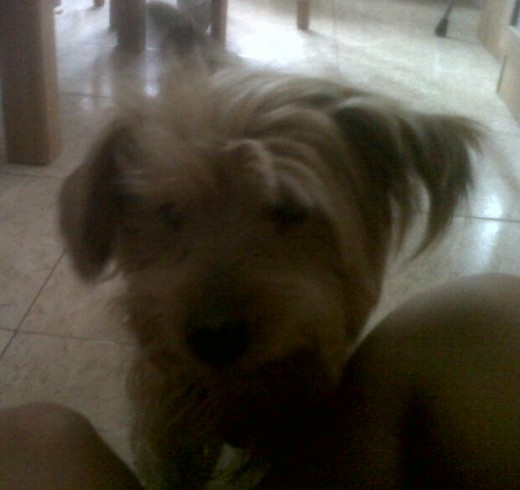 Es mi pequeñin en la casa de un familiar Es mi pequeñin en la casa de un familiar