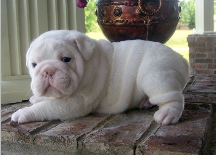 REGALO CACHORROS DE BULLDOG INGLES
Hola. Sólo tengo dos de los cachorros cute Bulldog inglese para la adopción libre están bien entrenados, así como en casa, los niños y juguetón con otros animales, todos ellos están vacunados y comprobar en disputa alias registrados por mucho trabajo que he decidido poner esta adopción cachorros gratis y tengo que viajar algunos donde lo que estoy dando para una nueva gratis y rápido-homing nuevo hogar para este cachorros tengo otros hombres y mujeres por lo que sólo contacto de nuevo para obtener más información y fotos o envíeme. (nrosa795@yahoo.com) REGALO CACHORROS DE BULLDOG INGLES
Hola. Sólo tengo dos de los cachorros cute Bulldog inglese para la adopción libre están bien entrenados, así como en casa, los niños y juguetón con otros animales, todos ellos están vacunados y comprobar en disputa alias registrados por mucho trabajo que he decidido poner esta adopción cachorros gratis y tengo que viajar algunos donde lo que estoy dando para una nueva gratis y rápido-homing nuevo hogar para este cachorros tengo otros hombres y mujeres por lo que sólo contacto de nuevo para obtener más información y fotos o envíeme. (nrosa795@yahoo.com)