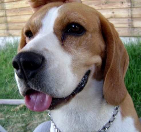 Lindoo Lindoo