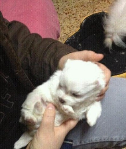 Mozart con 3 semanas cuando fui a verlo Mozart con 3 semanas cuando fui a verlo