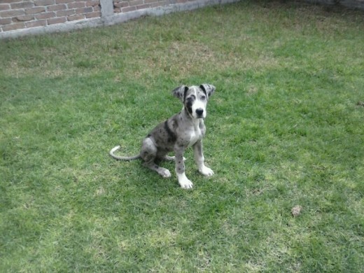 ES UN CACHORRITA MUY ESCANDALOSA
ES DE COLOR GRIS CON MANCHAS NEGRAS Y GUANTES BLANCOS