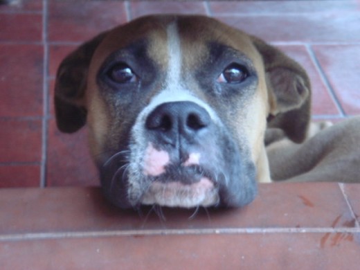 mi casi bóxer <3 mi casi bóxer <3