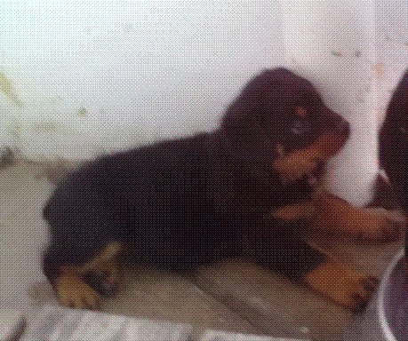Me llamo NACHA, soy una cachorra muy revoltosa, me encantan las flores, plantas y macetas para romperlas obviooo jajaja