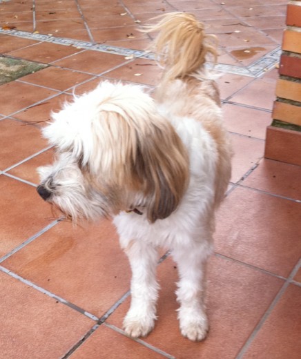 Hembra de Terrier Tibetano o Lhasa Terrier. 