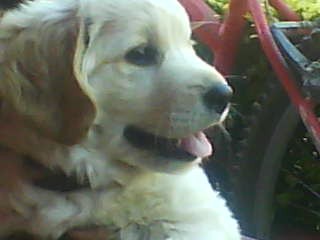 Bello, bello ♥ Bello, bello ♥