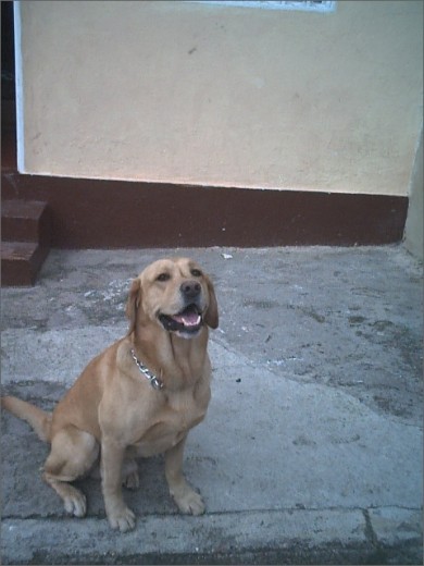 Bruno: Te arrebataron de nuestro lado dejando un inmenso vacío, pero que gracias a Dios ha sabido cubrir de alguna forma tu hija y heredera Nacha.

Poco a poco con tu nobleza y carácter te ganaste el amor de una familia reacia a tener perros, y que siempre te recordará por la forma en que no enseñaste a ser unidos e incondicionales.

Dónde quiera que estés, el cielo sabe que te extrañamos y que ocuparás un lugar muy importante en nuestros corazones!!!!!