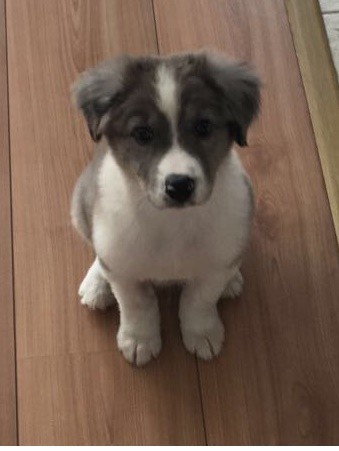 Border Collie Blue Merle