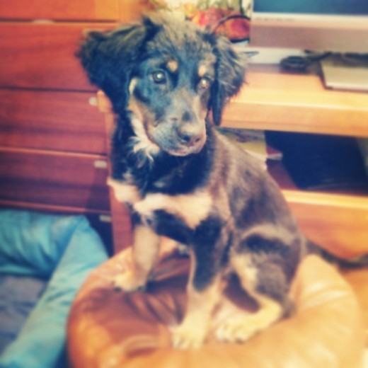 Esta es Ona, una mezcla de Pastor Aleman con Cocker o Setter Gordon (no está claro aún). Fue rescatada por una protectora, la habían abandonado junto con su hermana al lado de una basura. La adoptamos y ella ahora es la reina de la casa!