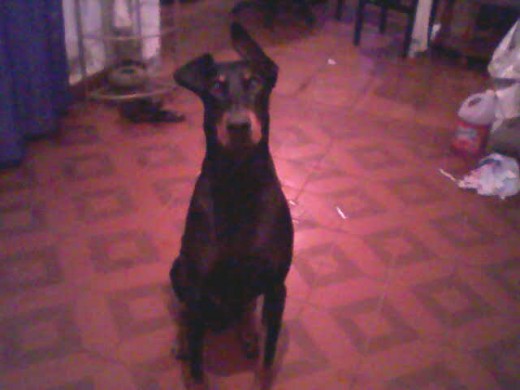 soy orba y me gusta cuidar mi casa y jugar com pitu pero ahora no puedo por que estoy enfermo tengo un tumor en uno de mis riñones pero yo hago todo lo posible por seguir bien la veterinaria no puede creer que tenga esto pero yo hago todo como antes como que si eso no lo tuviera.soy muy mimado y ahora duermo adentro y mi hermano menor cuida la casa por miii y yo duermo toda la noche jeje gracias por leer♥♥♥ soy orba y me gusta cuidar mi casa y jugar com pitu pero ahora no puedo por que estoy enfermo tengo un tumor en uno de mis riñones pero yo hago todo lo posible por seguir bien la veterinaria no puede creer que tenga esto pero yo hago todo como antes como que si eso no lo tuviera.soy muy mimado y ahora duermo adentro y mi hermano menor cuida la casa por miii y yo duermo toda la noche jeje gracias por leer♥♥♥