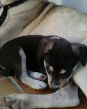Mi Pukita con 1 mes y medio ;D Mi Pukita con 1 mes y medio ;D