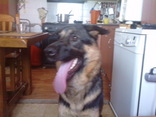 hola ella es noa es una perrita adoptada la adoptemos el pasado mes de julio el dia 7/7/2011 esbuena cariñosa juguetona nacio el 30/5/2010 y estamos muy contentos de tenerla con nosotros 