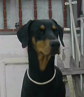 Mi bebe Mi bebe
