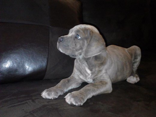 Cherry 2 meses Cherry 2 meses