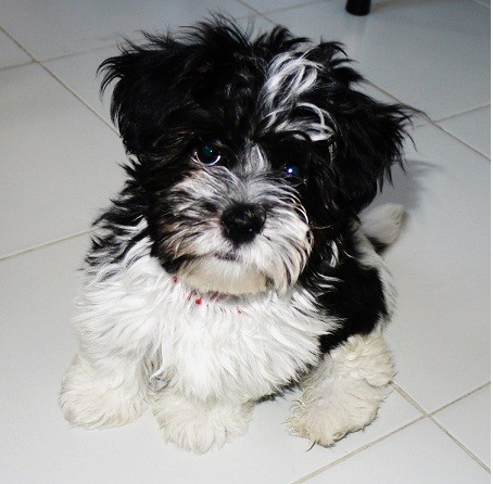Ron con 4 meses. Ron con 4 meses.