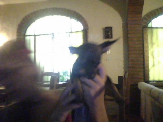 mi perrraaaaaaaaa                                                                     muyy bonita
