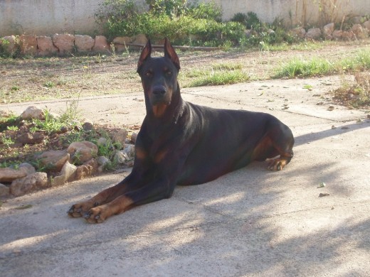 tengo que pasar las de cachorro al ordenador,esta es de hace 2 meses,Yako ya no esta ,descansa en paz amigo mio,