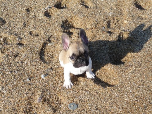 Su primer dia en la playa de Badalona