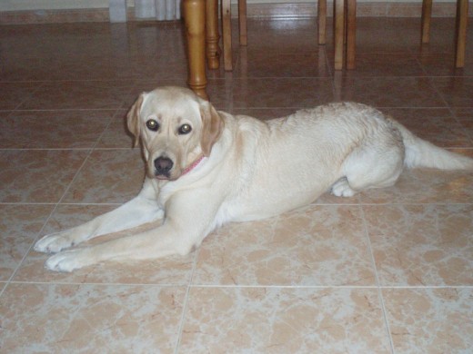 Bimba despues de bañarse en la piscina! Bimba despues de bañarse en la piscina!