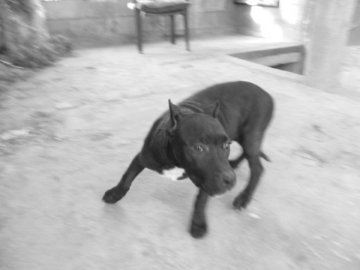 Eli-Family
descendencia Boudreaux