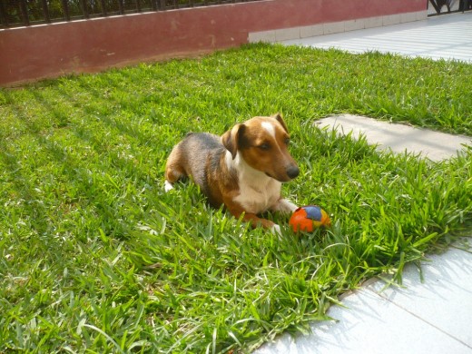 SOY RAYO BUSCO NOVIA