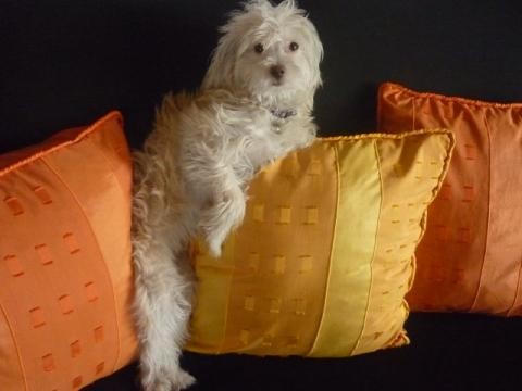 Kim es de raza pequipoodle, Bichon Maltes