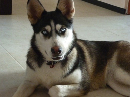 SIGRID 10 MESES