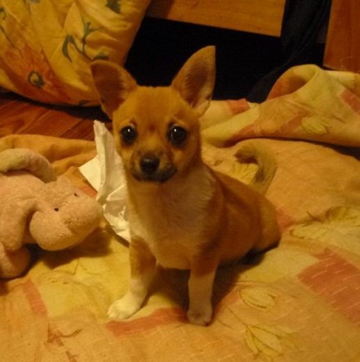 Ella es Kiara ♥ hace un mes y 2 dias qe la tengo :D y la qiero muchisimo ♥ estoy todo el dia con ella ! Ella es Kiara ♥ hace un mes y 2 dias qe la tengo :D y la qiero muchisimo ♥ estoy todo el dia con ella !