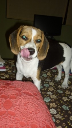 Zoe después de comer una galleta de premio Zoe después de comer una galleta de premio