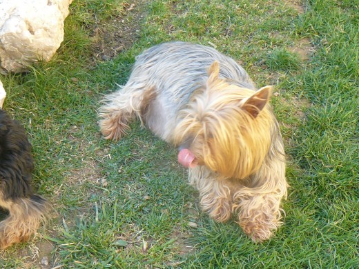 la mama de mis cachorros impresionante perra no la cambio por nada