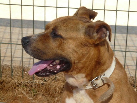 Raza: Pittbul,
Sexo: Macho
Edad: 2012
Altura: 57 cm
Peso: 25K
Carácter: Confiado, carioso, abierto a aprender, no dominante, apto para otros perros.
Paseo con correa: medio (estamos en ello)
Castrado
Bruno es un perro que a pesar de haber pasado malas experiencias, es sociable y confiado, se relaciona bien con las personas, con otros perros es seguro y sabe relacionarse, el necesita una familia que sea responsable, que sepa marcarle las pautas de disciplina y comportamiento, así como hacer ejercicio diariamente para que no genere ansiedad o estrés, el con un liderazgo adecuado, es un perro perfecto
Raza: Pittbul,
Sexo: Macho
Edad: 2012
Altura: 57 cm
Peso: 25K
Carácter: Confiado, carioso, abierto a aprender, no dominante, apto para otros perros.
Paseo con correa: medio (estamos en ello)
Castrado
Bruno es un perro que a pesar de haber pasado malas experiencias, es sociable y confiado, se relaciona bien con las personas, con otros perros es seguro y sabe relacionarse, el necesita una familia que sea responsable, que sepa marcarle las pautas de disciplina y comportamiento, así como hacer ejercicio diariamente para que no genere ansiedad o estrés, el con un liderazgo adecuado, es un perro perfecto