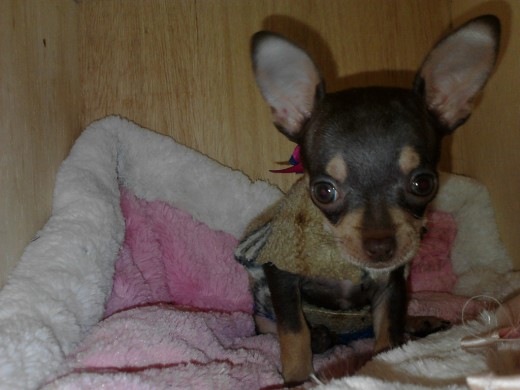 la peque Luna ! :) dejen sus comentarios para que me digan sí creen que efectivante es chihuahua auténtica :) gracias !
